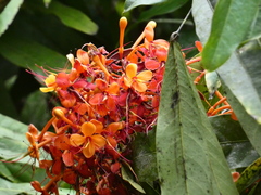 Saraca asoca