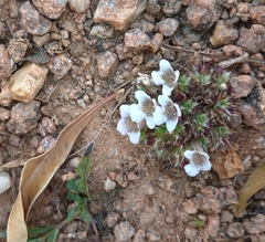 Lepidagathis cristata