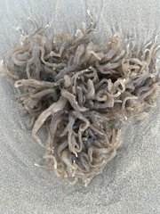 Alcyonidium hauffi