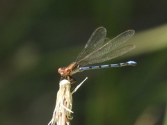 Argia joergenseni
