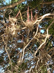 Tillandsia achyrostachys