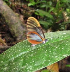 Greta alphesiboea