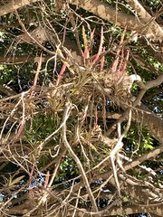Tillandsia achyrostachys