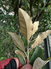 Olearia avicenniifolia