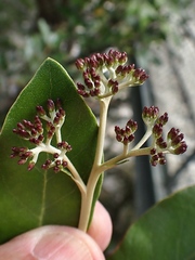 Olearia avicenniifolia