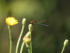 Argia joergenseni