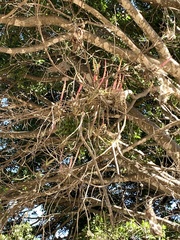 Tillandsia achyrostachys