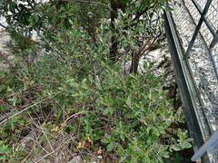 Olearia avicenniifolia