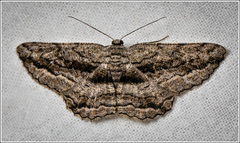 Scioglyptis canescaria