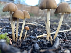 Conocybe