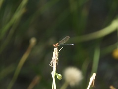 Argia joergenseni