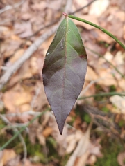 Euonymus americanus
