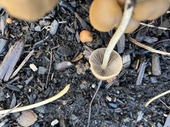 Conocybe
