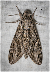 Agrius godarti