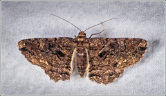 Paradromulia ambigua