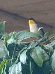 Atlapetes albinucha