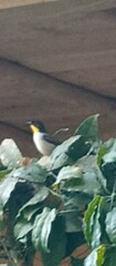 Atlapetes albinucha