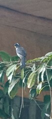 Atlapetes albinucha