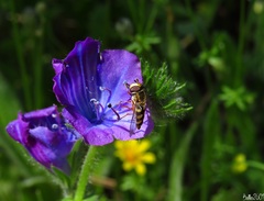 Eupeodes corollae