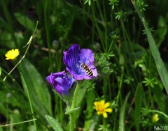 Eupeodes corollae