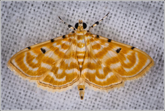 Notarcha aurolinealis