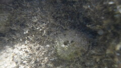 Cinachyrella