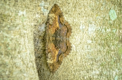 Feigeria claricostata