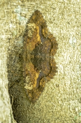 Feigeria claricostata