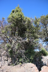 Pterocelastrus echinatus