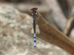 Argia joergenseni