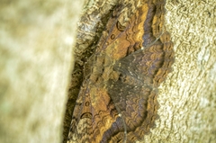 Feigeria claricostata