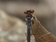 Argia joergenseni