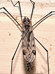 Tipula metacomet