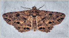 Paradromulia ambigua