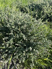 Extriplex californica