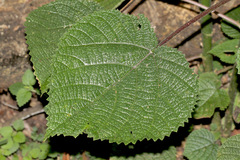 Dendrocnide cordifolia