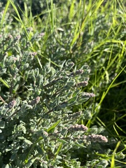 Extriplex californica