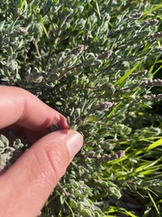 Extriplex californica