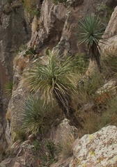 Nolineae