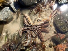 Coscinasterias muricata