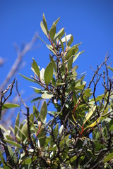 Pterocelastrus echinatus