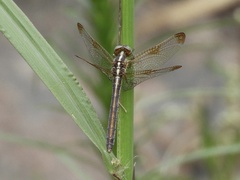 Dasythemis mincki