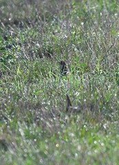 Coturnix
