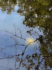 Pseudemys peninsularis