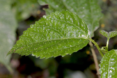 Dendrocnide photiniiphylla