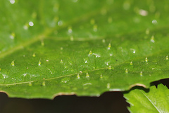 Dendrocnide photiniiphylla