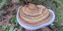 Fomitopsis hemitephra