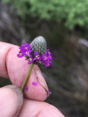 Dalea emarginata