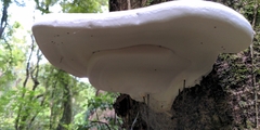 Fomitopsis hemitephra