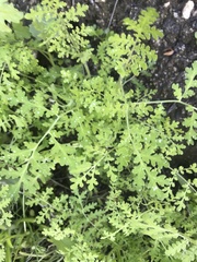 Phacelia distans